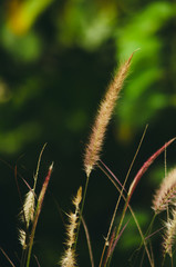 Obraz premium Some Peace of Grass