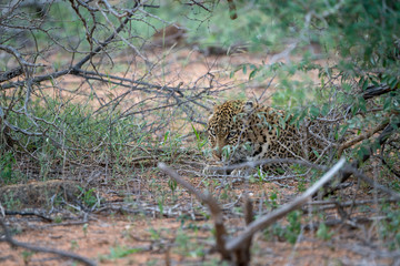 Leopard (Panthera pardus), Südafrika, Afrika