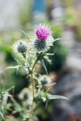 Thistle plant in blossom