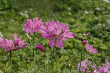 красивые многолетние розовые цветы для оформления садов и балконов