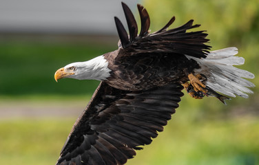 Obraz premium Bald Eagle 
