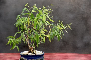 Papier Peint photo Lavable Bonsaï eucalyptus bonsai on blue pot