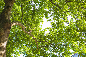 The duck sits on a tree. A beautiful green tree. Copy space.