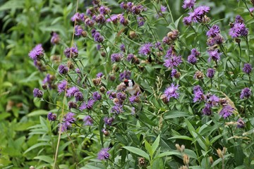 Zwei Stieglitze (Carduelis carduelis) fressen Samen der Wiesen-Flockenblume (Centaurea jacea)

