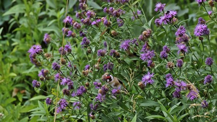 Zwei Stieglitze (Carduelis carduelis) fressen Samen der Wiesen-Flockenblume (Centaurea jacea)
