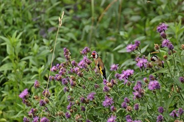Zwei Stieglitze (Carduelis carduelis) fressen Samen der Wiesen-Flockenblume (Centaurea jacea)
