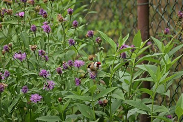 Stieglitz (Carduelis carduelis) frisst Samen der Wiesen-Flockenblume (Centaurea jacea) im Garten
