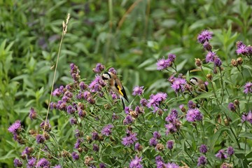 Zwei Stieglitze (Carduelis carduelis) fressen Samen der Wiesen-Flockenblume (Centaurea jacea)
