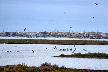 Ria Formosa, Algarve, Portugal