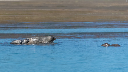 Obraz premium Harbor seals lying on the sand in California, the mother and the baby playing in the mud 