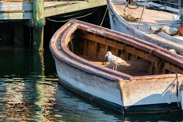 Bird on a row boat