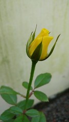 Yellow Rose