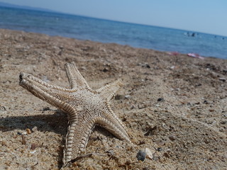 starfish