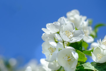 Isolated white flowers on tree brunch with blue sky background