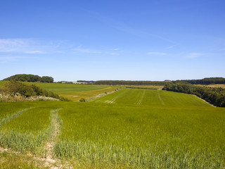 green barley crop