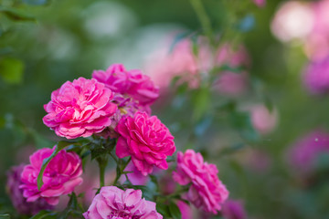 Garden pink rose on blurred background, beautiful pink rose on a green background, blank for cards, holiday bouquet, spring pattern for the designer, valentine card, art