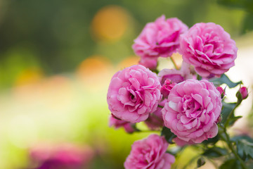 Garden pink rose on blurred background, beautiful pink rose on a green background, blank for cards, holiday bouquet, spring pattern for the designer, valentine card, art