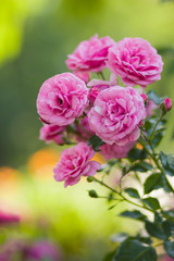 Garden pink rose on blurred background, beautiful pink rose on a green background, blank for cards, holiday bouquet, spring pattern for the designer, valentine card, art