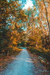 typical hiking path in an orange forest