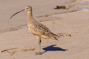 Large sandpiper standing in a California beach.