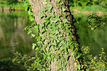 The tree trunk is covered with ivy