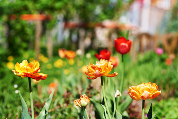 Blossomed flowers of a Tulip on a  personal countryside plot.