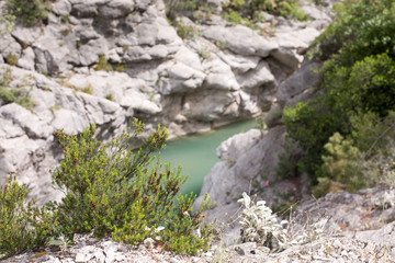 A small pine tree against a the mountain lake in Goynuk canyon. Turkey