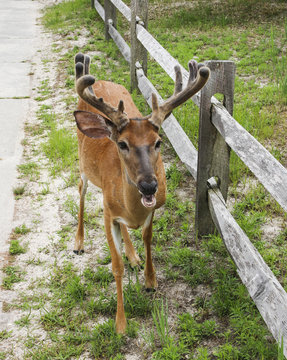 Young buck looking into camera at Fire Island