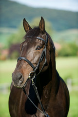 Obraz premium Koń na padoku