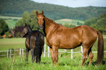 Pferde auf der Koppel