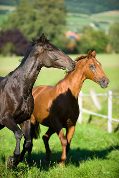 Pferde auf der Koppel © DoraZett
