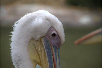Pelikan bei der Pflege
