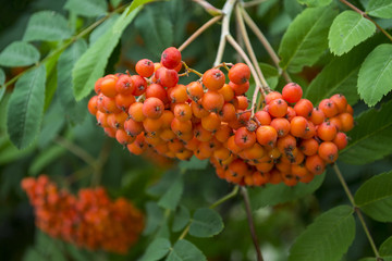 The clusters of berry on a rowan tree. Close up. - obrazy, fototapety, plakaty