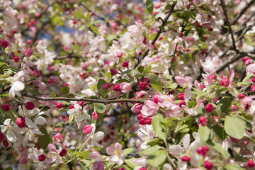 Fototapeta na wymiar Blossoms of apple tree in spring in sunny day