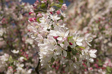 Blossoms of apple tree in spring in sunny day