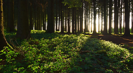 Mysterious green forest at sunset with sunlight shining through the trees. Bavaria, Germany