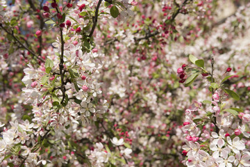 Blossoms of apple tree in spring in sunny day