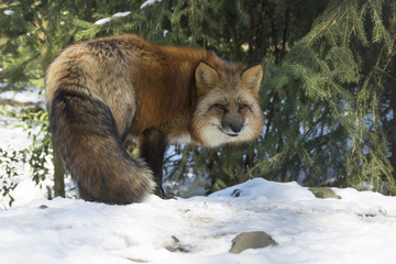 red fox in winter