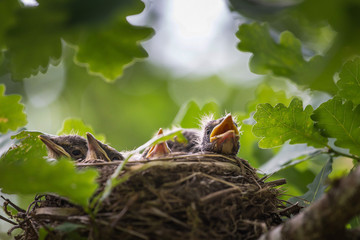 A close up of the nest of thrush with babies.