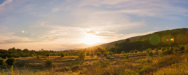 panorama of olive trees plantation at sunset