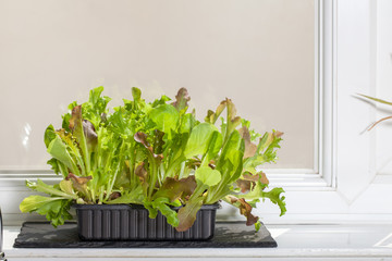 Home-grown organic vegetables. Lettuce plants growing on a kitchen windowsill