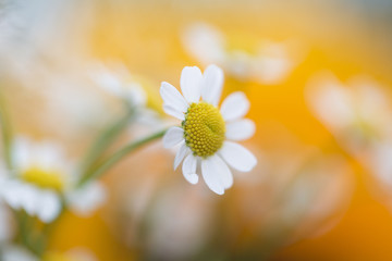 Sunny blurry blossom daisy flowers background. Selective focus used. - obrazy, fototapety, plakaty