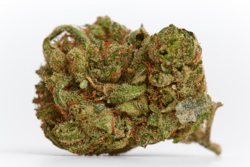 Close up of indica hybrid prescription medical and recreational marijuana flower buds isolated on white background