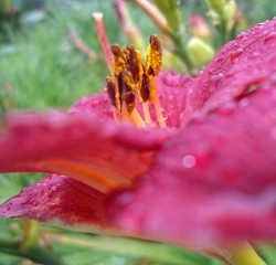 Hermosa flor rosada con estambres cubiertos de polen amarillo y gotas de agua en los pétalos