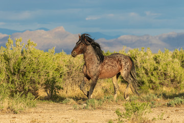 Wild Horse Stallion