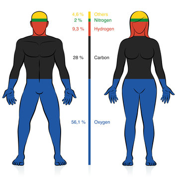 Main chemical elements of the human body. Oxygen, carbon, hydrogen, and nitrogen with percent of mass information that compose a normal weight man and woman. Abstract vector.