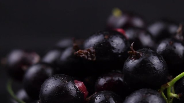 Black currant berry close up macro.
