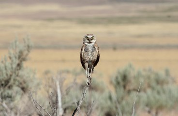 Burrowing Owl Perched Above Sagebrush with Grassy Background