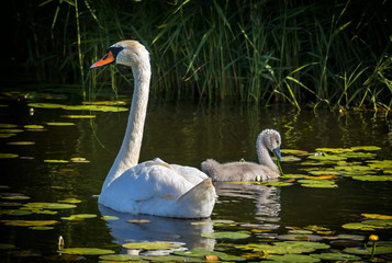 Adult swan and its young chick, mute swan (Cygnus olor) is a famous species of swans belonging to the waterfowl family of Anatidae