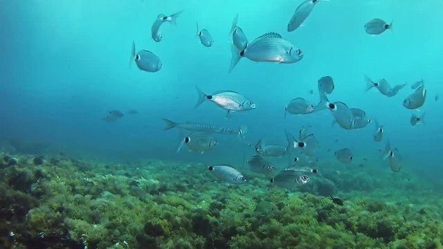 Underwater saddle bream school and a striped barracuda in a reef Scuba diving in the Mediterranean Sea